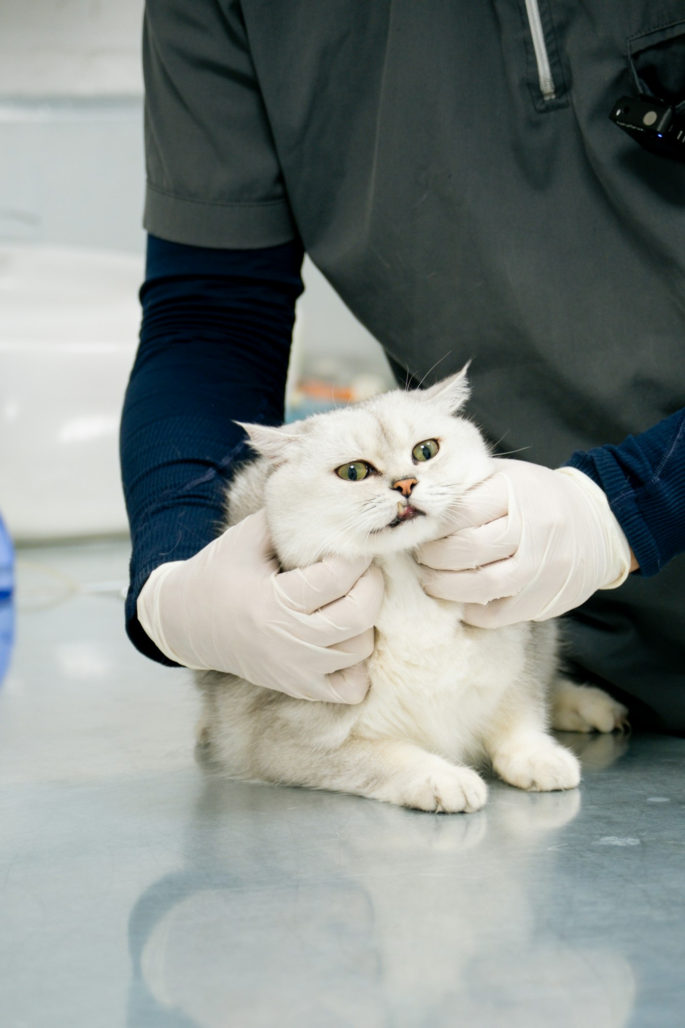 Fluffy white cat at a check-up