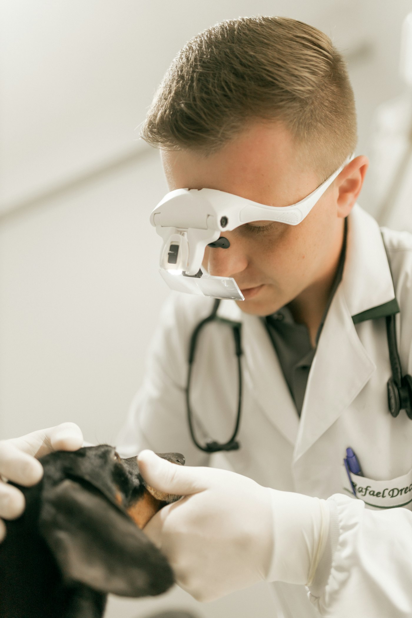 Dental care at Paws & Palms Vet in [Town]