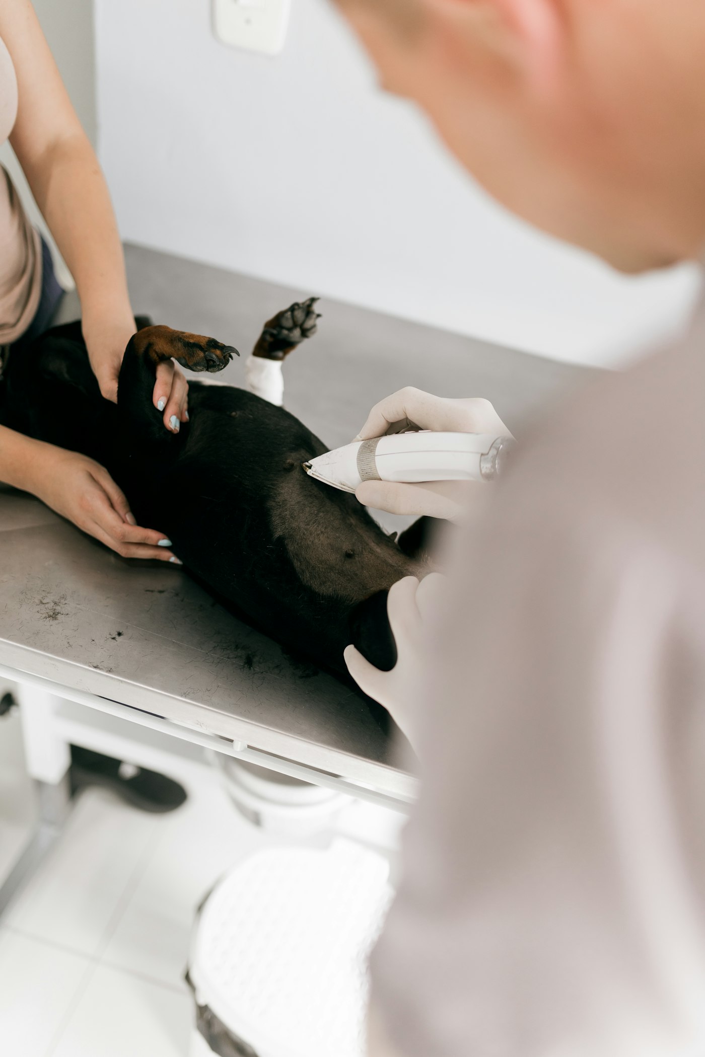 Vet examining a dog on the table