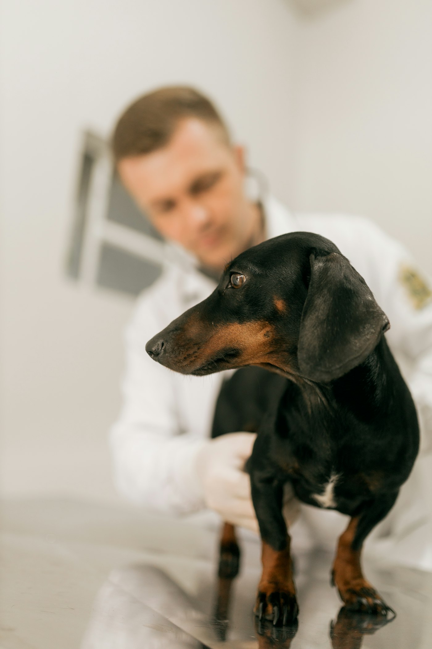 Vet examining a dachshund in [Town]