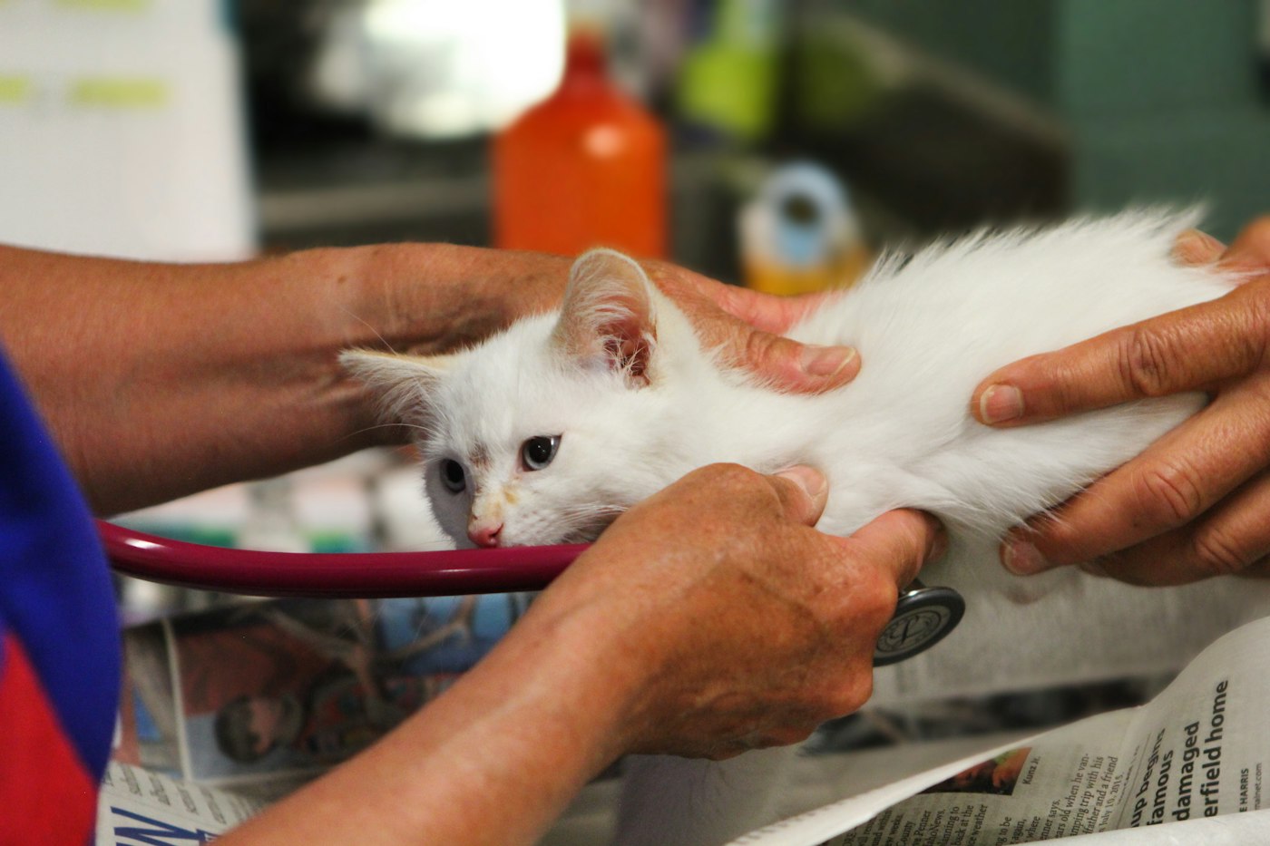 Kitten being checked by a vet