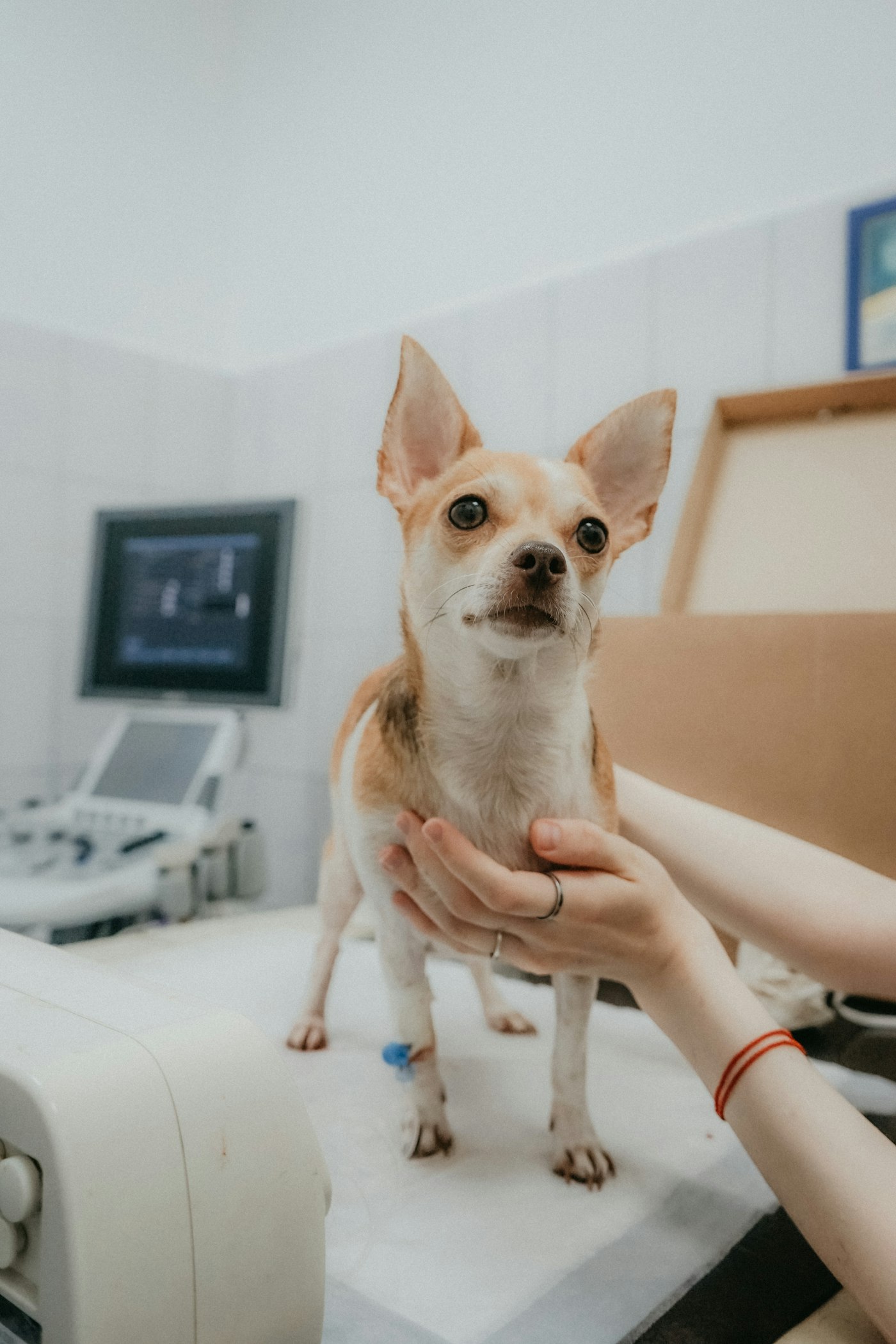 Spay & neuter at Paws & Palms Vet in [Town]